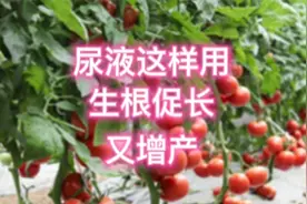 尿液浇菜小妙招，几天长新根，黄叶变绿叶，生根促长又增产