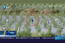 国家一级保护动物彩鹮现身石狮，曾在中国绝迹，2009年才重现视频封面