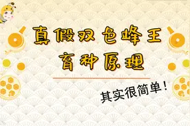 真假双色蜂王育种原理，其实很简单视频封面