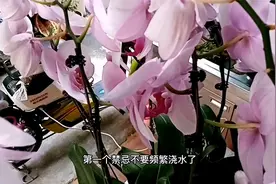 十二月养蝴蝶兰，避开这3个禁忌，别好心办坏事