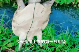 甲鱼咬钩太猛，放的夜钓三个甲鱼钩钢丝线被甲鱼咬断了视频封面