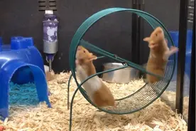 两只仓鼠玩转盘，一只在转盘上呼呼大睡，另一只牟足了劲的跑！