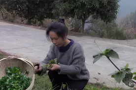 春天，野菜之王鸭脚板又长出来了，挖回来炒腊肉，绝了