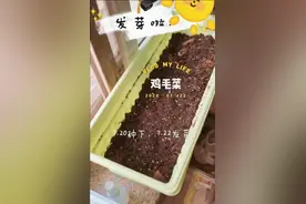 阳台能种菜 鸡毛菜发芽快视频封面