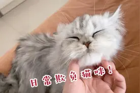 主人日常欺负猫咪，结果猫咪却是一脸享受！