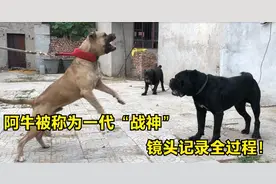 阿牛被称为一代“战神”，没想到被病魔折磨而死，镜头记录全过程视频封面