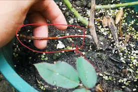 月季枝条干枯了怎么回事？遇到这种情况不能一概而论