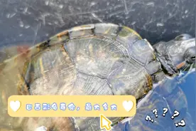 巴西彩龟是家庭中饲养较为普遍的龟类，它寿命是多少，最大有多大