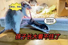 长大的花枝鼠宝宝到处乱跑，鼠妈妈快管不住了