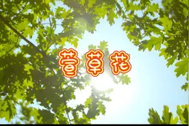 游园拍萱草花，萱草花花型端庄典雅，让人赏心悦目