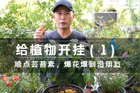 给植物开挂（1），喷点芸苔素，爆花爆到没朋友视频封面