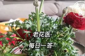 洋牡丹叶子耷拉焦边怎么回事？美洲茶叶子为什么变干？每日一答