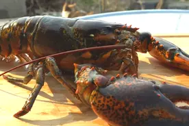 农村大叔花大价钱买来一只大龙虾，虾头不舍得扔，抠出虾脑煮面吃视频封面