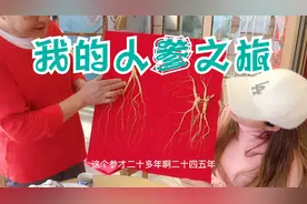 跟随老把头聊一聊野山参和林下参的区别，为啥差距这么大
