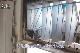 怎么教鸽子使用撞门？教学视频，欢迎收藏视频封面