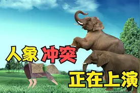 濒危动物亚洲象频繁迁移，是大象的“自由散漫”？还是无奈之举？视频封面