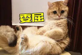 终于把小猫咪堵在墙角，开始欺负它！视频封面