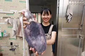 这么大的鱿鱼肚子有多少墨？阿渔妹切开后被溅了一身，太尴尬了视频封面