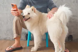 听说狗狗听到这几种声音都会歪头杀之（我家狗狗都是聋子版）视频封面