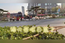 北京市区绿化带摆上大白菜？太牛了，看到评论后才明白视频封面