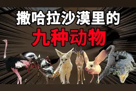 你见过不用喝水的动物吗？撒哈拉沙漠里竟然还生存着鳄鱼
