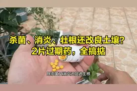 比生根粉好？过期维生素养花只仅两片，杀菌消炎还壮根视频封面