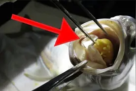 鱼嘴中的“小可爱”寄生虫的进化之路！