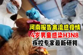 河南报告禽流感疫情！4岁男童感染H3N8，疾控专家最新研判视频封面