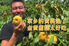 四川农村水果，一天卖10万斤的锦绣黄桃，金黄甜糯比水蜜桃还好吃视频封面