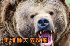 美洲狮大战棕熊真实场景：抱住脖子就往死里咬，一气呵成凶残至极视频封面