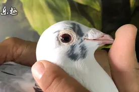 信鸽鉴赏：2万元引进的花头白条鸽，脾气倔强，爆发力十足视频封面