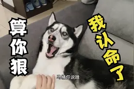 主人亲狗狗，二哈誓死不从，一巴掌打过去二哈瞬间屈服了，搞笑