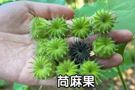 农村即将消失的植物苘麻，今天终于找到了，它的用途真不少