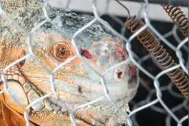 吓人！外形怪异长约1米的蜥蜴误闯民居，警方：属管制物种视频封面