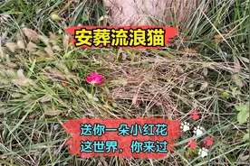 可怜的小流浪猫被汽车碾压，躺在马路中间没人管，找个地方安葬它视频封面