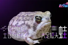 不会游泳不会跳，长得像土豆叫声像小黄鸭，这货咋好意思叫青蛙？视频封面