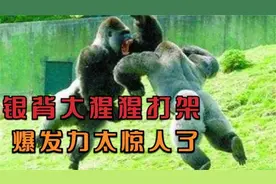 2只银背大猩猩相互打架，爆发力惊为天人，镜头拍下全过程视频封面