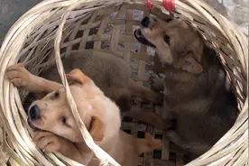 狗经上说一龙二虎，下巴一条胡须，这狗真给寻觅到了……