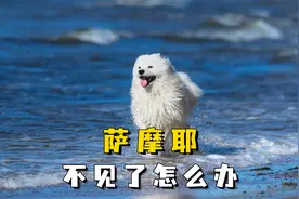 萨摩耶不见了，该如何是好？视频封面