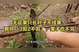无花果只长叶子不挂果？教你“3剪2不剪”，挂的果子吃不完视频封面