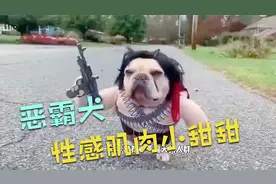 恶霸犬性感肌肉小甜甜已上线。适合家庭伴侣和没安全感的铲屎官！视频封面