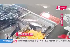 癞蛤蟆进市场18元一斤，摊贩非法售卖中华蟾蜍，被依法查获视频封面