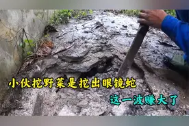 小伙老宅挖野菜时，挖出一条眼镜蛇，这一波赚大了视频封面
