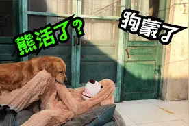 熊孩子装熊吓唬金毛，金毛反应太招笑，笑不活了视频封面