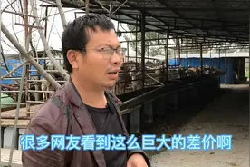 南方和北方，山羊差价真的就这么大吗？那上南方卖羊不赚翻了？