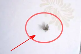 如何消灭卫生间小黑虫？一个简单窍门，成虫和虫卵全消灭，太棒了视频封面