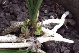 根少的弱苗，用它来栽种，萌芽爆壮根特别快视频封面