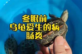 乌龟冬眠前爱生的病，乌龟肠炎的形成原因、症状判断和治疗方法