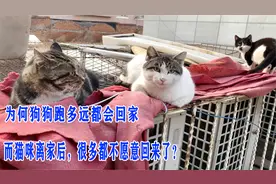 为何狗狗跑多远都会回家，而猫咪离家后，很多都不愿意回来了？