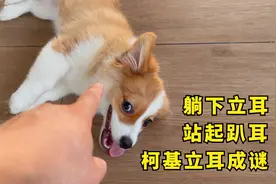 小柯基立耳成谜了，躺下时耳朵可以立起来，站起时耳朵又趴下了视频封面